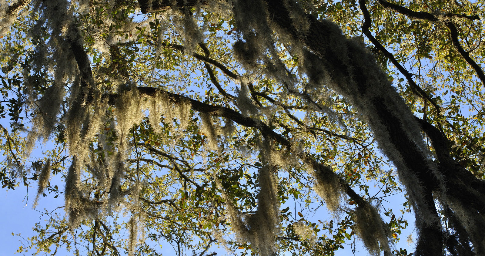 What Is Spanish Moss? - Tampa Tree